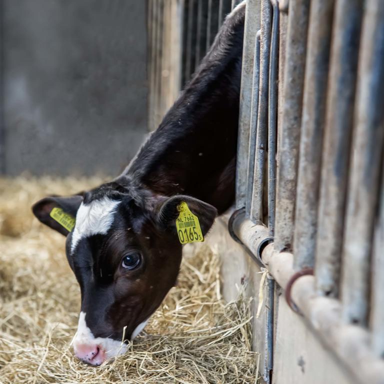 Rossum Boerderij Zonneveldヴィラ エクステリア 写真
